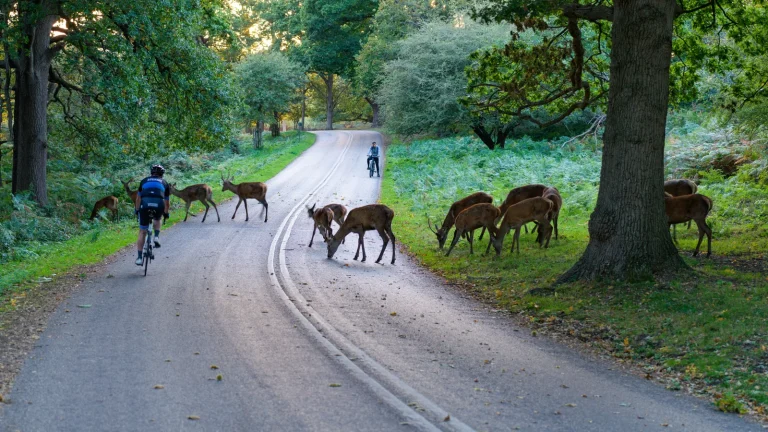 visuel principal sur Richmond Park Londres