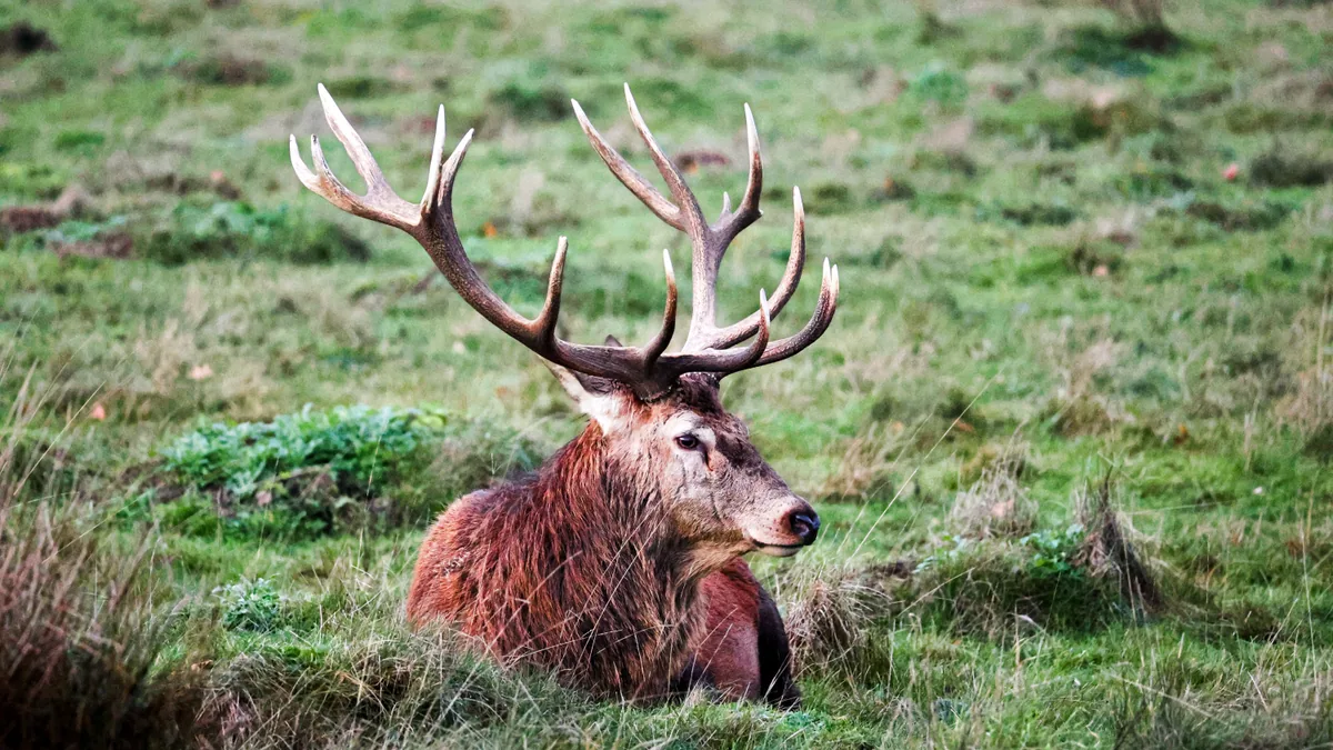 visuel secondaire sur Richmond Park Londres