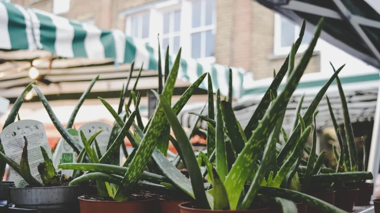 Vue de Londres pour Columbia Road Flower Market